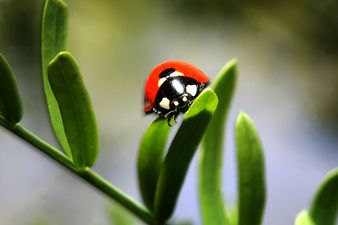 No need to panic but STI-riddled Ladybirds could be on their way to Ireland