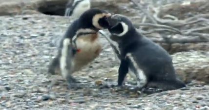 WATCH: This vicious battle between two male penguins over a cheating lover is taking the Internet by storm