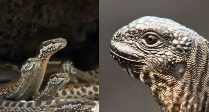 Planet Earth 2’s baby iguana vs racer snakes scene stressed out everyone watching