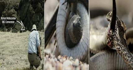 WATCH: Amazing behind the scenes footage of THAT baby iguana v snake battle from Planet Earth 2