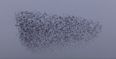 WATCH: A breathtaking murmuration of starlings caught on camera in Cavan
