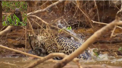 WATCH: This jaguar hunting a caiman alligator on Planet Earth 2 made for superb TV