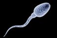 This is how long it takes a man’s sperm to regenerate