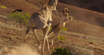 WATCH: The amazing lion v giraffe battle on Planet Earth 2 made for utterly compelling viewing