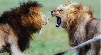 If you love Planet Earth II, you should follow these amazing Instagram accounts