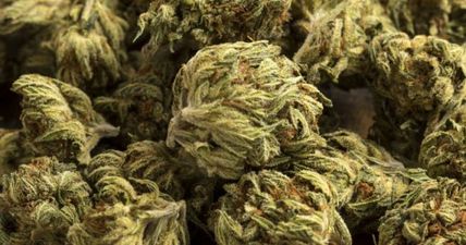 PSNI and Gardaí seize what could be one of Northern Ireland’s largest ever hauls of cannabis