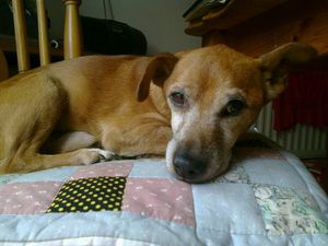 A dog was butchered to death in a vicious attack in Wexford