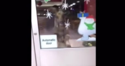 WATCH: Stray goat forces shoppers in Ireland to flee supermarket and hide their cars