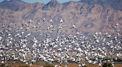 Up to 10,000 geese dead after landing in a toxic lake