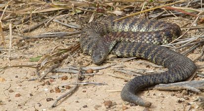 PIC: Oh hell no! Australian woman finds venomous snake hiding on her Christmas tree