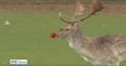 WATCH: People absolutely loved the RTÉ News report about Rudolph in Ireland