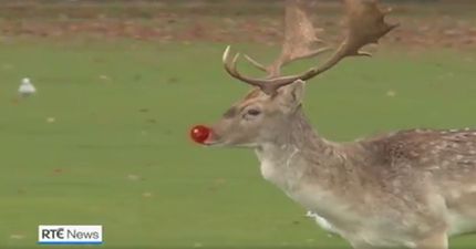 WATCH: People absolutely loved the RTÉ News report about Rudolph in Ireland