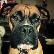 Over 25,000 people have got behind a campaign to find a dog stolen in Monaghan