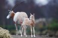 PICS: Dublin Zoo welcomes a new male scimitar-horned oryx, a species extinct in the wild