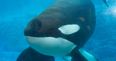 Seaworld orca, Tilikum, who inspired the documentary Blackfish has died