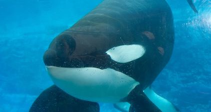 Seaworld orca, Tilikum, who inspired the documentary Blackfish has died