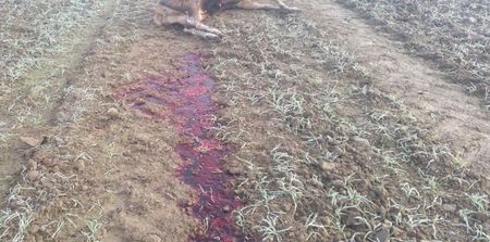 PICS: Gardaí are searching for poachers who shot and decapitated a deer in Meath (Graphic Images)