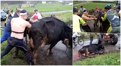 WATCH: Brilliant footage shows cyclists stopping mid-ride to help deliver calf on side of road