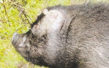 Kildare man banned from keeping animals for life following the death of a sow pig (Warning: Graphic content)