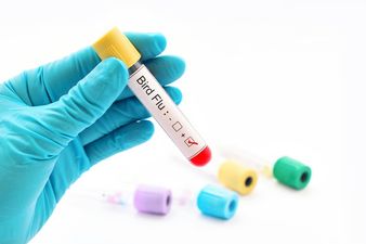 A third case of bird flu has been confirmed in Ireland