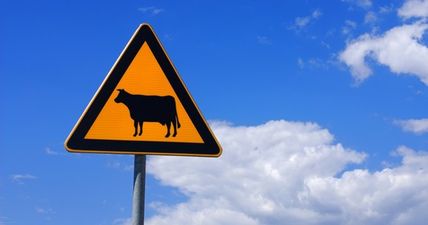 PIC: This car in Wexford was in some state after it collided with a cow