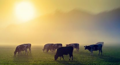 PIC: Sad news because ‘Ireland’s oldest cow’ has died in Cork
