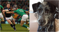 PICS: Two Irish rugby fans learn the hard way not to leave your dog alone with match tickets