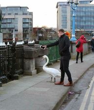 PICS: Take a minute out of your day to see this beautiful story of one man and a swan in Limerick