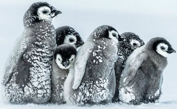 David Attenborough’s crew has discussed intervening in his recent documentary, saving a number of penguins lives