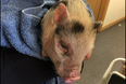 PICS: The Gardaí have found an adorable baby pig and are looking for its owner