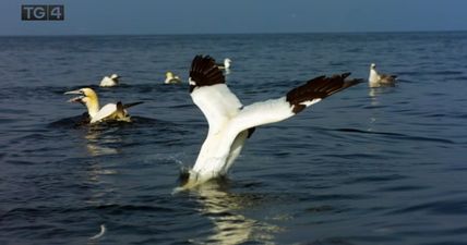 Viewers were blown away by the Irish version of Planet Earth on TG4