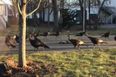 WATCH: These turkeys circling a dead cat is surely a sign of the impending apocalypse