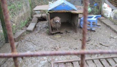 PICS: Tipperary woman convicted of cruelty to five dogs