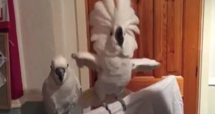 WATCH: The internet has gone cuckoo for the Elvis-impersonating cockatoo