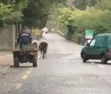 VIDEO: Two escaped cows cause a series of traffic mishaps in Waterford
