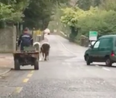 VIDEO: Two escaped cows cause a series of traffic mishaps in Waterford
