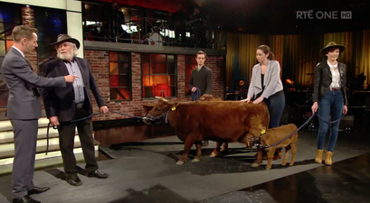 WATCH: The most Irish moment in recent memory? The world’s smallest cow was a guest on The Late Late Show