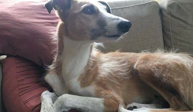 PICS: Tributes have been pouring in for Iggy, the Irish dog killed in the Sweden terror attack