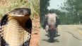 WATCH: The terrifying moment a snake lunges at a passing motorcyclist