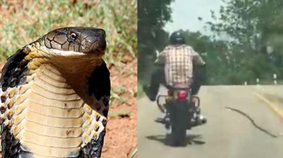 WATCH: The terrifying moment a snake lunges at a passing motorcyclist