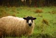 24 stolen sheep find their own way back to their owner in Kerry