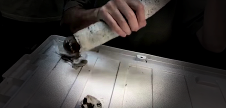 VIDEO: Live specimens of the extremely rare giant shipworm have been found (and they’re not pretty)