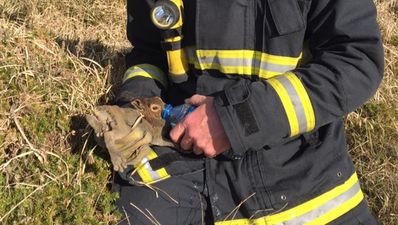 PICS: Cork firefighter gives rabbit caught in gorse fire a drink from a water bottle