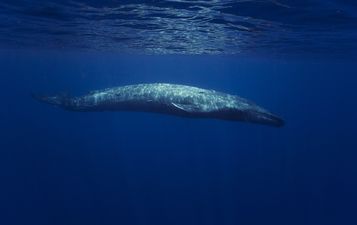 “Russian spy whale” found by Norway off Arctic coast