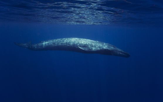 russian whale spy