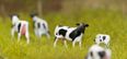 Is cow tipping a real thing? We investigate the burning question of our time