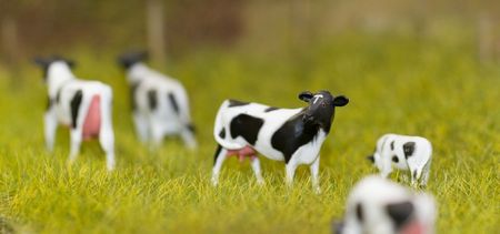 Is cow tipping a real thing? We investigate the burning question of our time