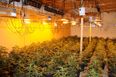 Gardaí seize €1.5 million of cannabis from Dublin grow house