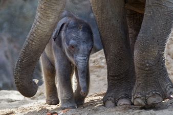 It’s a boy! But the newest addition to Dublin Zoo needs your help