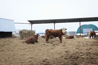 Farming confirmed to be the most dangerous occupation in Ireland; top ‘risk factor’ identified